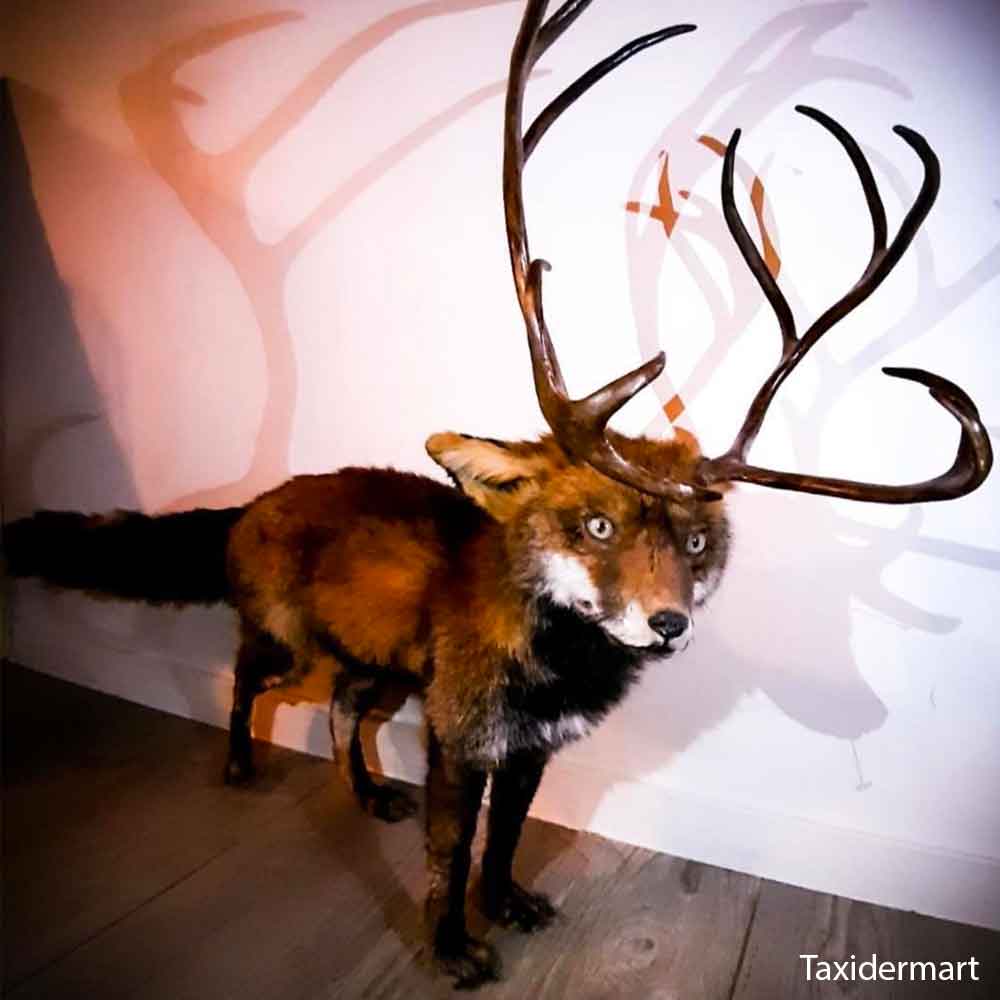 © Taxidermart